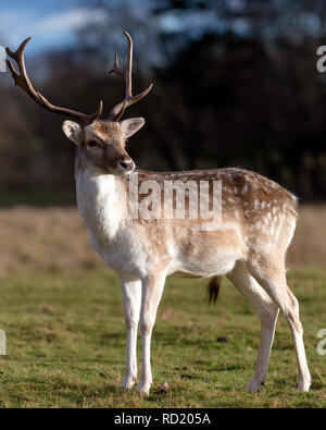 Rehe in der Abendsonne - Attingham Park an der Ilm Stockfoto