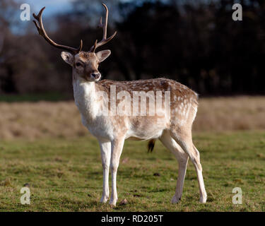 Rehe in der Abendsonne - Attingham Park an der Ilm Stockfoto