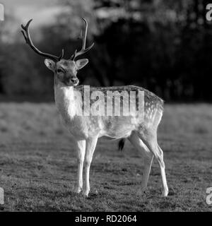 Rehe in der Abendsonne - Attingham Park an der Ilm Stockfoto