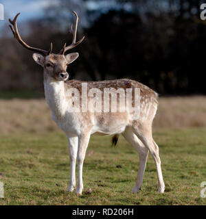 Rehe in der Abendsonne - Attingham Park an der Ilm Stockfoto