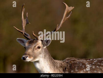 Rehe in der Abendsonne - Attingham Park an der Ilm Stockfoto