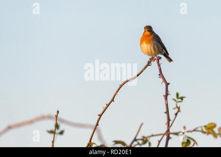 Ein rotkehlchen (erithacus Rubecula) thront hoch oben auf einem Ast mit Dornen am späten Nachmittag Sonne. Stockfoto