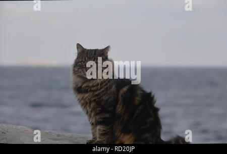 Porträt einer tabby Katze sitzt am Meer, Griechenland Stockfoto