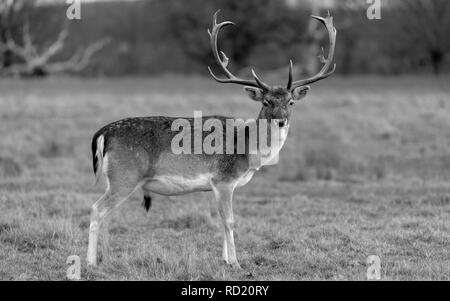 Rehe in der Abendsonne - Attingham Park an der Ilm Stockfoto