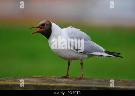 Lachmöwe im Dart Farm, Devon, Großbritannien Stockfoto