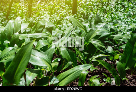 Makro Detail der Feder medizinische Ernährungs- und frischen, natürlichen, wild gewachsen, Bären Knoblauch Blätter im Wald - Allium ursinum - Bärlauch, buckrams, Breitblättrigen Knoblauch bekannt Stockfoto