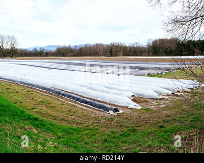 Große Spargel Plantage Feld im ländlichen Gebiet mit mehreren Zeilen mit Sonne - Schutz Folie während Winter Frühling - moderne Bio Landwirtschaft Stockfoto