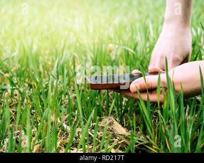 Junge Agrarwissenschaftler Landwirtschaft Frau Biologin Inspektion der Weizen der Ernte an einem warmen Frühlingstag mit schönen Flare im Hintergrund Kontrolle der Qualität des Bodens Stockfoto