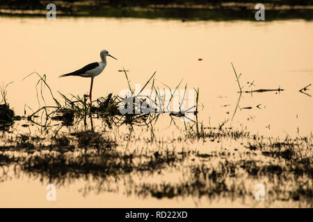 Ein schwarz geflügelte Stelzenläufer (Himantopus himantopus) im Abendlicht auf dem Chobe Fluss. Stockfoto