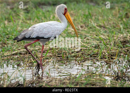 Der Nimmersatt, Holz Storch oder Holz ibis (mycteria Ibis) in den Untiefen des Chobe Fluss. Stockfoto