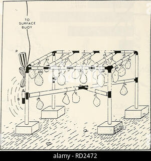 . DAMOS - Mussel ansehen Western Long Island Sound Entsorgung Website Monitoring Projekt Juni 1, 1984 - Juni l, 1985. Baggerung Entsorgung in den Ozean. " / "S^sl, Abbildung 4. Ein Monitoring Plattform mit aufgesetzten Taschen von Muscheln. Jede Plattform war ausgestattet mit Sonic Rundumleuchte (B), einem ferngesteuerten akustische Version (nicht abgebildet), eine Oberfläche schweben, und ein unterirdischer Schwimmer (P). Der Untergrund Schwimmer wurde freigegeben, wenn die Oberfläche treiben sich gezogen wurde. 46. Bitte beachten Sie, dass diese Bilder aus gescannten Seite Bilder, die digital für die Lesbarkeit verbessert haben mögen - Färbung und das Aussehen von extrahiert werden Stockfoto