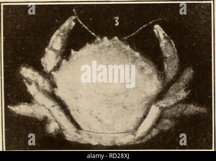 . Dekapoden crustaceen von Bermuda. Decapoda (Crustacea) - Bermuda Inseln. . Bitte beachten Sie, dass diese Bilder sind von der gescannten Seite Bilder, die digital für die Lesbarkeit verbessert haben mögen - Färbung und Aussehen dieser Abbildungen können nicht perfekt dem Original ähneln. extrahiert. Verrill, A.E. (Addison Emery), 1839-1926. New Haven, Anschl. Die Tuttle, Morehouse&amp; Taylor drücken Sie Stockfoto