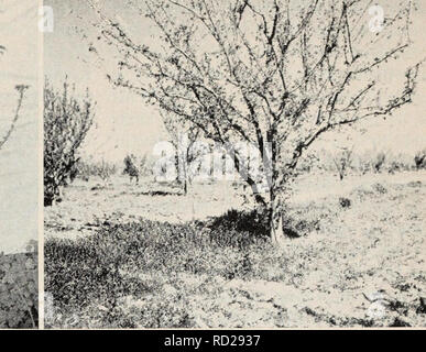 . Sommergrüne Obstgärten in Kalifornien Wintern. Obst - Kultur; Pflanzen. mk.-.-l. ^^ msm Links: Abb. 9. Winter Banane Apfel Baum am 1. April 1937, zeigen Ergebnisse der Spray von 2 Prozent Öl mit 3 Prozent dinitro-o-cyclohexylphenol, da Februar 11, 1937, auf der rechten Seite. Rechts: Abb. 10. Tilton aprikosenbaum an der Davis, März 30, 1930, nach dem aussergewöhnlich warmen Winter. Blos - soms kaum öffnen und Blattknospen nur auf langen Zweigen im oberen Teil des Baumes zu brechen. Blüten und Blätter fast voll auf kürzere, schwächere Zweige im unteren Teil der Baum gewachsen. Sorten wie Rom Schönheit kühlen erhalten e Stockfoto