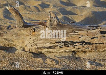 Enorme Stück Treibholz ganz nah am Strand in Porto Recanati Italien im Winter an der adriatischen Küste oder Italienische Riviera Stockfoto