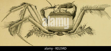 . Die decapoda Brachyura des Siboga Expedition. Siboga Expedition; Krebse (Crustacea, Decapoda); wissenschaftliche Expeditionen. . Sibot) a-Hxpe (iilie XXXIXS "J. J/fcsch. Drrapodn bnfcMura. Ii. Bitte beachten Sie, dass diese Bilder sind von der gescannten Seite Bilder, die digital für die Lesbarkeit verbessert haben mögen - Färbung und Aussehen dieser Abbildungen können nicht perfekt dem Original ähneln. extrahiert. Tesch, Johan Jakob, 1877; Leene, Jentina Jentina E. (Emma); Flipse, H. J; Siboga Expedition (1899-1900). Leiden, E.J. Brill Stockfoto