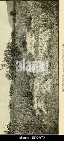 . Das Death Valley Expedition. Eine biologische Untersuchung der Teile von Kalifornien, Nevada, Arizona und Utah. Zoologie; Botanik; Natural History. . Bitte beachten Sie, dass diese Bilder sind von der gescannten Seite Bilder, die digital für die Lesbarkeit verbessert haben mögen - Färbung und Aussehen dieser Abbildungen können nicht perfekt dem Original ähneln. extrahiert. Fisher, A.K. (Albert Kenrick), 1856-1948; Stejneger, Leonhard, 1851-1943; Gilbert, Charles Henry, 1859-1928; Riley, Karl V. (Charles Valentine), 1843-1895; Stearns, Robert E.C. (Robert Edwards Carter), 1827-1909; Merriam, C. Hart (Clint Stockfoto