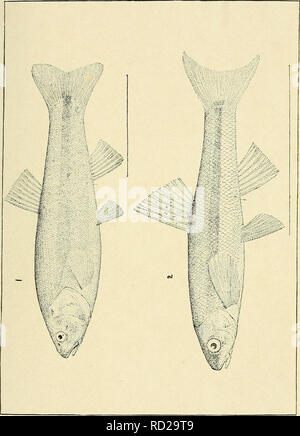 . Das Death Valley Expedition. Eine biologische Untersuchung der Teile von Kalifornien, Nevada, Arizona und Utah. Zoologie; Botanik; Natural History. Nordamerikanische Fauna, Nr. 7 Platte VI. 1. (Rhinichthys Apocope) nevadensis sp. nov. Typ. H. Rhinichthys {Apocope) velifer sp. nov. Geben Sie .. Bitte beachten Sie, dass diese Bilder sind von der gescannten Seite Bilder, die digital für die Lesbarkeit verbessert haben mögen - Färbung und Aussehen dieser Abbildungen können nicht perfekt dem Original ähneln. extrahiert. Fisher, A.K. (Albert Kenrick), 1856-1948; Stejneger, Leonhard, 1851-1943; Gilbert, Charles Henry, 1859-1 Stockfoto