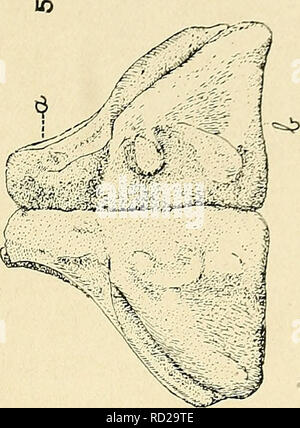 . Das Death Valley Expedition. Eine biologische Untersuchung der Teile von Kalifornien, Nevada, Arizona und Utah. Zoologie; Botanik; natürliche Geschichte. Ich "jK-" -. Bitte beachten Sie, dass diese Bilder sind von der gescannten Seite Bilder, die digital für die Lesbarkeit verbessert haben mögen - Färbung und Aussehen dieser Abbildungen können nicht perfekt dem Original ähneln. extrahiert. Fisher, A.K. (Albert Kenrick), 1856-1948; Stejneger, Leonhard, 1851-1943; Gilbert, Charles Henry, 1859-1928; Riley, Karl V. (Charles Valentine), 1843-1895; Stearns, Robert E.C. (Robert Edwards Carter), 1827-1909; Merriam, C Stockfoto