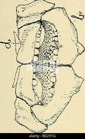 . Das Death Valley Expedition. Eine biologische Untersuchung der Teile von Kalifornien, Nevada, Arizona und Utah. Zoologie; Botanik; Natural History. CO o. Ich "jK-" -. Bitte beachten Sie, dass diese Bilder sind von der gescannten Seite Bilder, die digital für die Lesbarkeit verbessert haben mögen - Färbung und Aussehen dieser Abbildungen können nicht perfekt dem Original ähneln. extrahiert. Fisher, A.K. (Albert Kenrick), 1856-1948; Stejneger, Leonhard, 1851-1943; Gilbert, Charles Henry, 1859-1928; Riley, Karl V. (Charles Valentine), 1843-1895; Stearns, Robert E.C. (Robert Edwards Carter), 1827-1909; Merr Stockfoto