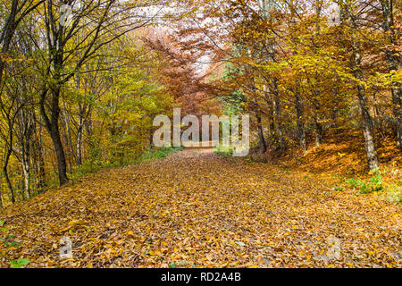 Herbst Straße Landschaft im Wald, schöne Bäume und bunte Blätter auf der Straße. Stockfoto
