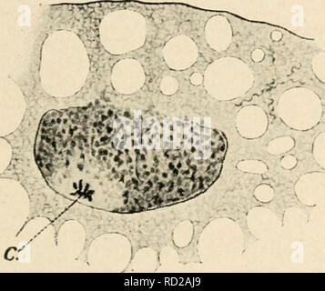 . Zytologie, mit besonderem Bezug auf die metazoan Kern. Zellen. B IJ^^. Bitte beachten Sie, dass diese Bilder sind von der gescannten Seite Bilder, die digital für die Lesbarkeit verbessert haben mögen - Färbung und Aussehen dieser Abbildungen können nicht perfekt dem Original ähneln. extrahiert. Agar, Wilfred Eade, 1882 -. London, Macmillan Stockfoto