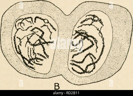 . Zytologie, mit besonderem Bezug auf die metazoan Kern. Zellen. . Bitte beachten Sie, dass diese Bilder sind von der gescannten Seite Bilder, die digital für die Lesbarkeit verbessert haben mögen - Färbung und Aussehen dieser Abbildungen können nicht perfekt dem Original ähneln. extrahiert. Agar, Wilfred Eade, 1882 -. London, Macmillan Stockfoto