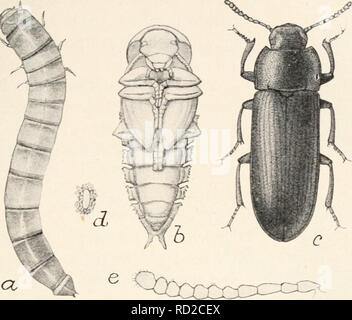 . Elementare Entomologie. Insekten. Die Käfer 165 Die darkling Käfer (Tenebrionidae) meist unter Rinde und Steine leben, sind matt schwarz, und haben viel die gleichen allgemeinen Aussehen wie der laufkäfer. Sie sind viel mehr Reiche auf dem. FlG. 243. Die Mahlzeit-worm (7-ncbrio Molitor} ein. Larve; b, Puppe; c, weibliche Käfer;&lt;/, Ei mit umliegenden Fall; e, Antenne. (Alle außer c etwa doppelt natürliche Größe; r, stark vergrößert.) (nach Chittenden, Landwirtschaftsministerium der Vereinigten Staaten) Pazifikküste und in den Rockies, relativ wenige Formen im Osten gefunden wird. Eine häufige Arten von Ty Stockfoto