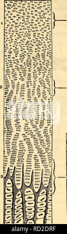 . Elementare Anatomie und Physiologie: für Hochschulen, Akademien und anderen Schulen. Anatomie und Physiologie. Und Physiologie. 37a -. ?. V. • S>-: Diversifikation, beginnt in Abb. 35. Bestimmte Punkte, und fährt fort, bis die ganze abgeschlossen ist wie in der Abbildung zu sehen ist. 36. In einigen dieser Knochen gibt es aber eines dieser Zentren, oder Punkte, w hier Ossifikation beginnt, während in der Sphenoid Es gibt 12. 97. Anzahl der Knochen. - Die Anzahl der Knochen im menschlichen System ist anders gerechnet, die von verschiedenen Anatom - ists Da viele der Knochen sind gut ausgestellt nur in Hart arbeiten oder gut entwickelte Mus- Stockfoto
