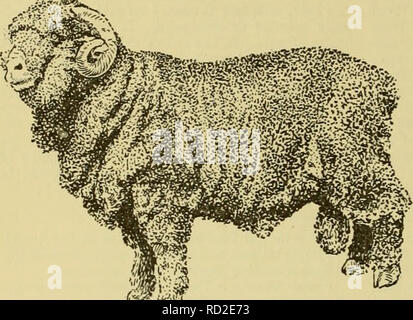 . Cyclopedia von Nutztieren. Heimische Tiere und Waren tierischen Ursprungs. 620 Schafe Schafe Infantado Merinos wurden vom Herzog von Infantado gezüchtet und waren sehr superior Schafe. Ihre Hörner kam nah an den Seiten ihrer Köpfe, während jene der Paulars und Negrettes heraus stand. Viele Inf antados waren nach Amerika gebracht, insbesondere durch Oberst Humphrey. In diesem Zusammenhang zu erwähnen sind einige der Familien der Merinos, die in europäischen Ländern auf Grundlage bestand aus Spanien eingeführten gebaut wurden. Zu diesen Familien sind die Sächsischen, Schlesischen oder Deutsche, Australier, Franzosen (Rambouille Stockfoto