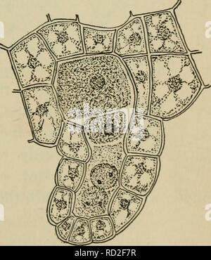 . Elementare Botanik. Botanik. Abb. 225. Archegonium der Farn. Großen Zelle in der längeren Venter ist das Ei, daneben der ventralen Kanal."") und in den Kanal der Hals sind zwei StOUt Projektionen von der Oberfläche Kerne der Canal Zelle. Der prothallium. Diese sind in der Abb. gezeigt. 214. Sie sind. Bitte beachten Sie, dass diese Bilder sind von der gescannten Seite Bilder, die digital für die Lesbarkeit verbessert haben mögen - Färbung und Aussehen dieser Abbildungen können nicht perfekt dem Original ähneln. extrahiert. Atkinson, George Francis, 1854-1918. New York, H. Holt und Unternehmen Stockfoto