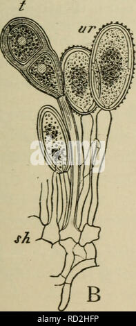 . Elementare Botanik. Botanik. Abb. 157. Abschnitt durch Blatt von berberitze am Punkt mit dem Cluster betroffen - Cup Stadium der Weizen Rost; aecidia spermagonia Oben, Unten. (Nach Marshall-Ward.) bilden Myzel in den Geweben, und später der Pusteln mit einer zweiten Ernte von uredospores. Mehrere aufeinanderfolgende Ernten von uredospores kann entwickelt werden. Bitte beachten Sie, dass diese Bilder sind von der gescannten Seite Bilder, die digital für die Lesbarkeit verbessert haben mögen - Färbung und Aussehen dieser Abbildungen können nicht perfekt dem Original ähneln. extrahiert. Atkinson, George Francis, 1854-1918. Stockfoto