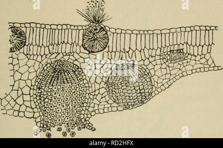 . Elementare Botanik. Botanik. Pilze: rostet. • 33 294. Uredospores produzieren können aufeinander folgenden Ernten von uredospores. - Die Uredo - Sporen sind durch den Wind zu anderen Weizen oder Gras Pflanzen, Keimen, durchgeführt. Abb. 157. Abschnitt durch Blatt von berberitze am Punkt mit dem Cluster betroffen - Cup Stadium der Weizen Rost; aecidia spermagonia Oben, Unten. (Nach Marshall-Ward.) bilden Myzel in den Geweben, und später der Pusteln mit einer zweiten Ernte von uredospores. Mehrere aufeinanderfolgende Ernten von uredospores kann entwickelt werden. Bitte beachten Sie, dass diese Bilder aus gescannten Seite Bilder, die Digi wurden extrahiert werden Stockfoto