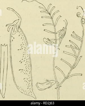 . De flora van Nederland. Pflanzen. Vicia pannonica Abb. 820. ; Kelk.. 1) gestreept Striata für.. -) Purpurascens=purperachtig. Â Â¢) Peregrina=. Bitte beachten Sie, dass diese Bilder sind von der gescannten Seite Bilder, die digital für die Lesbarkeit verbessert haben mögen - Färbung und Aussehen dieser Abbildungen können nicht perfekt dem Original ähneln. extrahiert. Heukels, Hendrik, 1854-1936. Leiden: N. v. boekhandel en drukkerij voorheen D.J.Brill Stockfoto