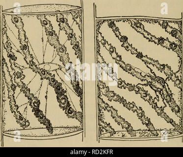 . Elementare Botanik. Botanik. Physiologie. Ergebnisse mit Hilfe des Mikroskops. Das jod gibt eine gelblich-braune Farbe in das Protoplasma, und es können mehr deutlich gesehen werden. Der Kern ist auch viel mehr im Vordergrund, da es Farben tief, und wir nicht wahrnehmen können, im Kern eine kleine gerundeten Körper, manchmal mehr, der nukleolus. Das jod Hier hat Flecken der lebende Protoplasma. Die proto-keimplasma, jedoch in einem lebenden Zustand wird für eine Zeit, einige andere Reagenzien, wie wir sehen werden, wenn wir versuchen, es mit einem Prozent wässrige Lösung eines Farbstoffes bekannt als eosin zu beflecken. Lassen Sie uns ein Stockfoto