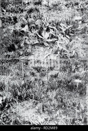 . The Dalles pocket gopher und ihren Einfluss auf die futterproduktion von Oregon Bergwiesen. Pocket gopher Oregon; Futterpflanzen Oregon. DALLES POCKET GOPHER 13. -58 i 74. B - 58179 Abbildung 7.-Wiese B 1932, Gopher befallen: A, Ungrazed Grundstück; B, gestreift. Die Vegetation auf diesen Flächen, wie die auf der Wiese ein, war spärlich und komponiert Prin- cipally der beständigen forbs. oder Unkräuter überwogen, die 65 Prozent der Vegetation; Pro-ennial Gräsern gemacht um 29 Prozent; Binsen, 4 Prozent; und Einjährige Unkräuter, 2 Prozent.. Bitte beachten Sie, dass diese Bilder aus gescannten Seite Bilder, ma extrahiert werden Stockfoto