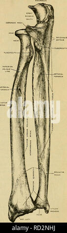 . Elementare Physiologie. Physiologie; Physiologie. Abb. 24.- RiffVit Humerus, vor. Von T.W. S. Lawrence.) Abb. CDrawn. 25.- anteriore Ansicht des rechten Radius und ULNA in supinationsstellung der Hand. (Gezeichnet von T.W, S. Lawrence.). Bitte beachten Sie, dass diese Bilder sind von der gescannten Seite Bilder, die digital für die Lesbarkeit verbessert haben mögen - Färbung und Aussehen dieser Abbildungen können nicht perfekt dem Original ähneln. extrahiert. Moore, Benjamin, 1867?-1922. New York: Longmans, Green, und Co. Stockfoto