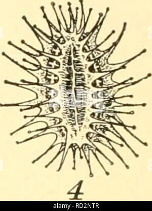 . Elementare Biologie; eine Einführung in die Wissenschaft des Lebens. Biologie. . Bitte beachten Sie, dass diese Bilder sind von der gescannten Seite Bilder, die digital für die Lesbarkeit verbessert haben mögen - Färbung und Aussehen dieser Abbildungen können nicht perfekt dem Original ähneln. extrahiert. Grünberg, Benjamin C. (Benjamin Charles), 1875-1965. Boston New York [etc. ] Ginn und Unternehmen Stockfoto