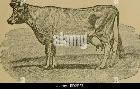 . Molkerei vermögen. Milchviehhaltung. Molkerei FORTl'NES. 17 muss in beide Richtungen funktionieren. JManifest so viel Sinn für den Kauf einer Kuh, wie sie beim Kauf eines Pferdes tun, und Sie werden die richtige Rasse zu finden. Wenn Sie Rindfleisch kaufen Kühe Kühe, wie ein Kasten geprägt - wenn sie Milch Kühe, Kühe kaufen wie einem Keilförmigen möchten. Es gibt so viel Unterschied. Landseer's Fancy. Splendid Dairy Form. Form zwischen der idealen Milch und Rindfleisch Kühe als zwischen der idealen Race Horse und Entwurf eines Pferdes. Viele Landwirte halten einige Kühe für den privaten Gebrauch, Verkauf ein wenig sur-plus Milch oder Butter und Rindfleisch, halten Kühe, weil Sie wollen, dass Rind Kälber. Som Stockfoto