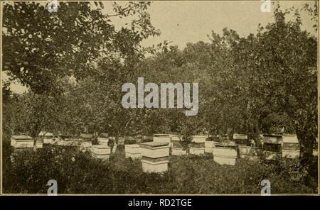 . Dadant-maße System der Bienenzucht. Bienen. 50 DADAXT SYSTEM DER IMKEREI Schatten. Aber bevor wir hatten Gelegenheit, diese Schatten zu schneiden, (das war 1903) wir eine geerntet, der größten Honig ernten, die wir je gesichert. Wir kamen zu dem Schluss, dass es schwierig ist, die imkerei unter zu viel Schatten zu stellen, in diesem Klima. Wir verwenden Dächer, mit grob Bauholz, über die Kolonien, und wir glauben, dass es rentabel ist, sowohl in der Wirtschaft der Verschleiß der hive Bauholz und im Tierheim liefert die Bienen während der warmen Jahreszeit. In zur Gründung einer Imkerei, wir glauben, dass es notwendig ist, die Kolonien in r zu platzieren Stockfoto