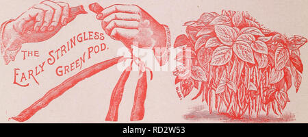 . Händler Großhändler Preisliste: Januar, 1912. Baumschulen (Gartenbau) Tennessee Memphis Kataloge; Baumschulen Tennessee Memphis Tennessee Memphis Kataloge; Gemüse; Früchte Tennessee Memphis Kataloge Kataloge; Gartenarbeit Tennessee Memphis Ausrüstungen und Zubehör Kataloge; Geflügel Ausrüstung und. 6 1912 WHOLESALE BULK LISTE. Bulk Garten Samen, den wir halb Pfund auf Pfund Preisen verkaufen, und die Hälfte Küsschen an peck Preise. Für kleinere Mengen höher Preis berechnet. Auf alle Bestellungen für Neuheiten und Samen in einer Unze und zwei Gramm Pakete ermöglichen wir 25 Prozent, aus unserem Katalog p Stockfoto