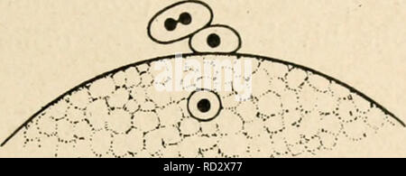 . Zytologie, mit besonderem Bezug auf die metazoan Kern. Zellen. . Bitte beachten Sie, dass diese Bilder sind von der gescannten Seite Bilder, die digital für die Lesbarkeit verbessert haben mögen - Färbung und Aussehen dieser Abbildungen können nicht perfekt dem Original ähneln. extrahiert. Agar, Wilfred Eade, 1882 -. London, Macmillan Stockfoto