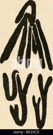 . Zytologie, mit besonderem Bezug auf die metazoan Kern. Zellen. ^ B Bitte beachten Sie, dass diese Bilder sind von der gescannten Seite Bilder, die digital für die Lesbarkeit verbessert haben mögen - Färbung und Aussehen dieser Abbildungen können nicht perfekt dem Original ähneln. extrahiert. Agar, Wilfred Eade, 1882 -. London, Macmillan Stockfoto