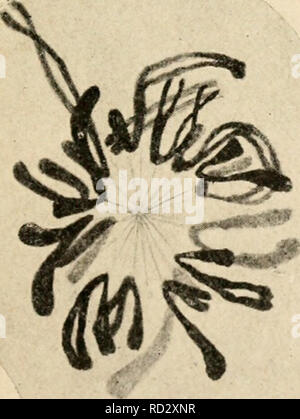 . Zytologie, mit besonderem Bezug auf die metazoan Kern. Zellen. /. Bitte beachten Sie, dass diese Bilder sind von der gescannten Seite Bilder, die digital für die Lesbarkeit verbessert haben mögen - Färbung und Aussehen dieser Abbildungen können nicht perfekt dem Original ähneln. extrahiert. Agar, Wilfred Eade, 1882 -. London, Macmillan Stockfoto