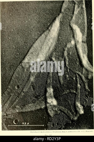 . Die cytologie und Leben - Geschichte der Bakterien. Bakterien. . Bitte beachten Sie, dass diese Bilder sind von der gescannten Seite Bilder, die digital für die Lesbarkeit verbessert haben mögen - Färbung und Aussehen dieser Abbildungen können nicht perfekt dem Original ähneln. extrahiert. Bisset, Kenneth Alexander. Baltimore: Williams und Wilkens Stockfoto