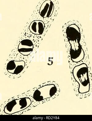 . Die cytologie und Leben - Geschichte der Bakterien. Bakterien. . Bitte beachten Sie, dass diese Bilder sind von der gescannten Seite Bilder, die digital für die Lesbarkeit verbessert haben mögen - Färbung und Aussehen dieser Abbildungen können nicht perfekt dem Original ähneln. extrahiert. Bisset, Kenneth Alexander. Baltimore: Williams und Wilkens Stockfoto