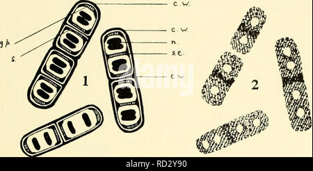. Die cytologie und Leben - Geschichte der Bakterien. Bakterien. Technik II. Bitte beachten Sie, dass diese Bilder sind von der gescannten Seite Bilder, die digital für die Lesbarkeit verbessert haben mögen - Färbung und Aussehen dieser Abbildungen können nicht perfekt dem Original ähneln. extrahiert. Bisset, Kenneth Alexander. Baltimore: Williams und Wilkens Stockfoto