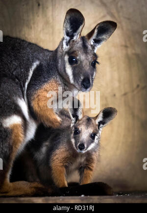 Opal die Joey Gelb-footed Rock Wallaby mit ihrer Mutter Tallara nach Verlassen der Beutel ihrer Mutter zum ersten Mal in der Öffentlichkeit im Flamingo Land in der Nähe von Kirby Misperton in North Yorkshire gesehen zu werden. Stockfoto