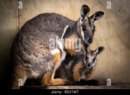 Opal die Joey Gelb-footed Rock Wallaby mit ihrer Mutter Tallara nach Verlassen der Beutel ihrer Mutter zum ersten Mal in der Öffentlichkeit im Flamingo Land in der Nähe von Kirby Misperton in North Yorkshire gesehen zu werden. Stockfoto