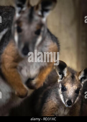 Opal die Joey Gelb-footed Rock Wallaby mit ihrer Mutter Tallara nach Verlassen der Beutel ihrer Mutter zum ersten Mal in der Öffentlichkeit im Flamingo Land in der Nähe von Kirby Misperton in North Yorkshire gesehen zu werden. Stockfoto