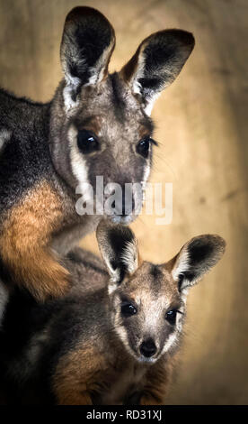 Opal die Joey Gelb-footed Rock Wallaby mit ihrer Mutter Tallara nach Verlassen der Beutel ihrer Mutter zum ersten Mal in der Öffentlichkeit im Flamingo Land in der Nähe von Kirby Misperton in North Yorkshire gesehen zu werden. Stockfoto